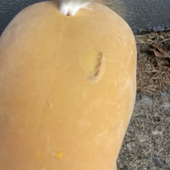 19” x14” American Girl Tan XL Horse - Picture 8 of 9